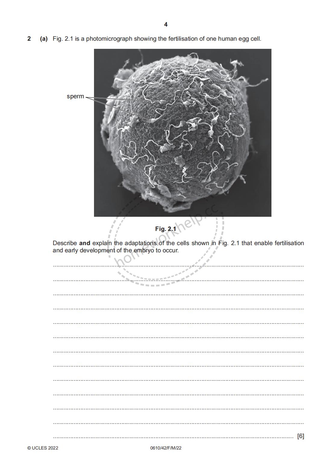 Question-2 Describe and explain the adaptations of the cells shown in Fig. 2.1 that enable fertilisa